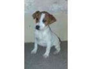 Jack Russell Terrier Puppy for sale in Lebanon, MO, USA