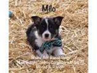 Mutt Puppy for sale in Allerton, IA, USA