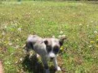 Border Collie Puppy for sale in Quitman, AR, USA