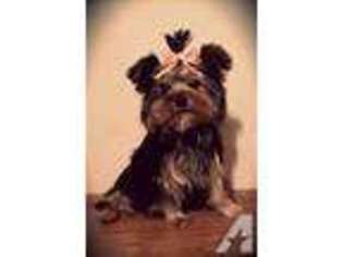 Yorkshire Terrier Puppy for sale in CALHOUN, KY, USA