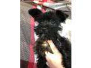 Mutt Puppy for sale in Meeker, OK, USA
