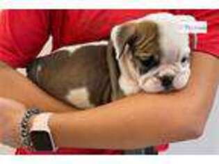 Bulldog Puppy for sale in Manhattan, KS, USA