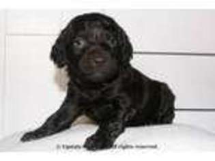 Boykin Spaniel Puppy for sale in Abbeville, SC, USA