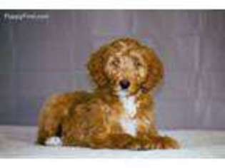 Goldendoodle Puppy for sale in Calhoun, GA, USA