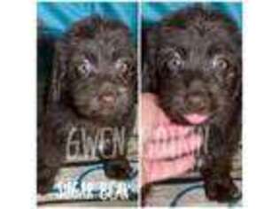 Labradoodle Puppy for sale in Big Sandy, TX, USA