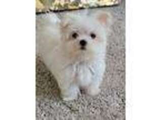 Maltese Puppy for sale in Turlock, CA, USA