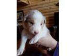 Border Collie Puppy for sale in Bozeman, MT, USA