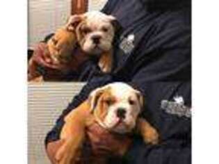 Bulldog Puppy for sale in Cartersville, GA, USA