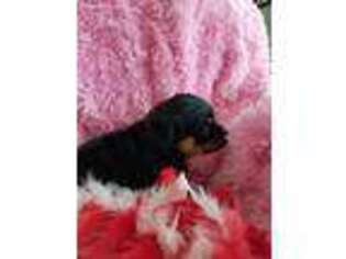 Rottweiler Puppy for sale in Williamsville, MO, USA
