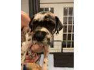 Great Dane Puppy for sale in Hutchinson, KS, USA