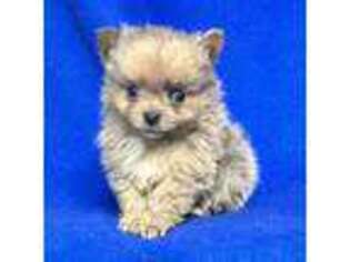 Pomeranian Puppy for sale in Pembroke Pines, FL, USA