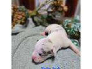 Great Dane Puppy for sale in Sparta, GA, USA