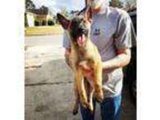 Belgian Malinois Puppy for sale in Ladson, SC, USA
