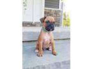 Boxer Puppy for sale in Watsontown, PA, USA