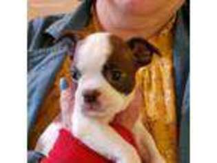 Boston Terrier Puppy for sale in Geneseo, IL, USA