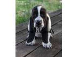 Basset Hound Puppy for sale in Frankford, MO, USA