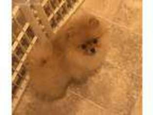 Pomeranian Puppy for sale in Fredericksburg, VA, USA