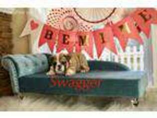 Bulldog Puppy for sale in Fort Payne, AL, USA