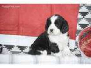 English Springer Spaniel Puppy for sale in Seymour, IA, USA