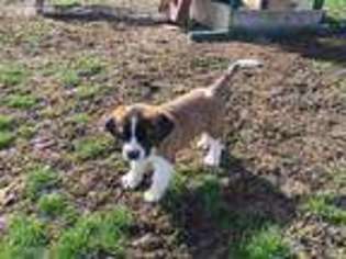 Saint Bernard Puppy for sale in Newville, PA, USA
