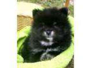 Pomeranian Puppy for sale in Higden, AR, USA
