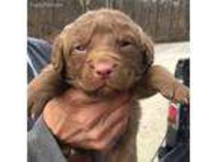 Chesapeake Bay Retriever Puppy for sale in Hardin, IL, USA