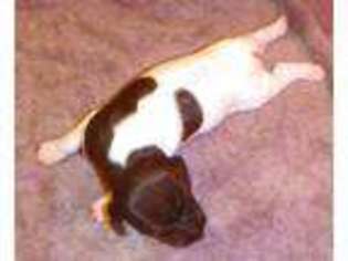 German Shorthaired Pointer Puppy for sale in Fort Worth, TX, USA