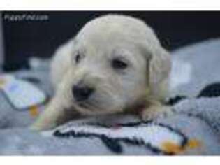 Goldendoodle Puppy for sale in Snellville, GA, USA