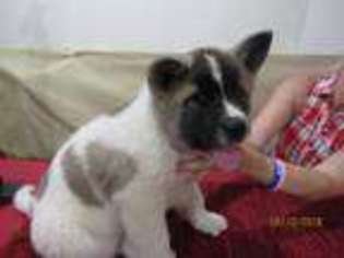 Akita Puppy for sale in DETROIT LAKES, MN, USA