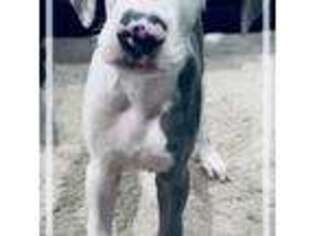 Full screen Photo #1 Great Dane Puppy For Sale in Huntsville, TX, USA