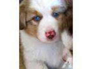 Miniature Australian Shepherd Puppy for sale in BARRY, TX, USA