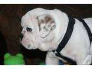 Bulldog Puppy for sale in HITCHCOCK, TX, USA