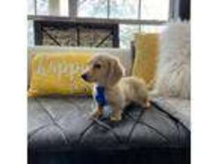 Dachshund Puppy for sale in Rayne, LA, USA