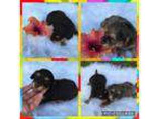 Dachshund Puppy for sale in Live Oak, FL, USA