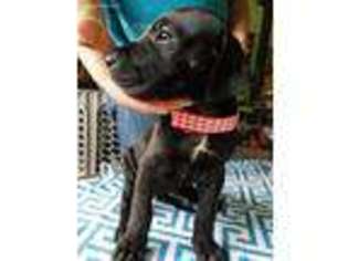 Great Dane Puppy for sale in Freeport, MI, USA