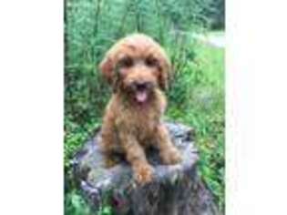 Goldendoodle Puppy for sale in Brooksville, FL, USA
