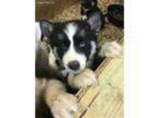 Siberian Husky Puppy for sale in Bismarck, ND, USA