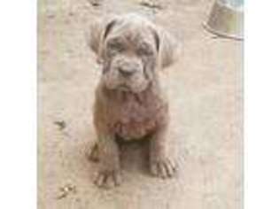 Neapolitan Mastiff Puppy for sale in Fayetteville, NC, USA