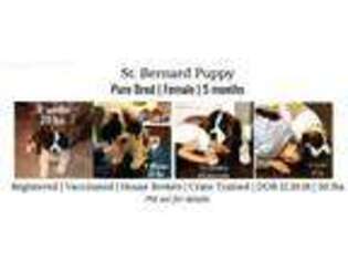 Saint Bernard Puppy for sale in Warrington, PA, USA
