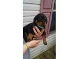 Rottweiler Puppy for sale in Panama City, FL, USA