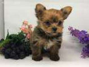 Yorkshire Terrier Puppy for sale in Prescott Valley, AZ, USA
