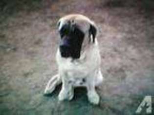 Mastiff Puppy for sale in HOPEWELL, NJ, USA