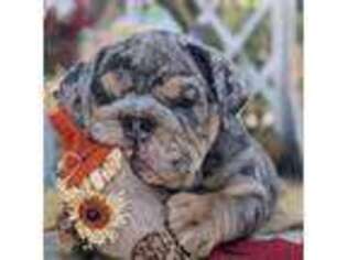 Bulldog Puppy for sale in Danville, CA, USA