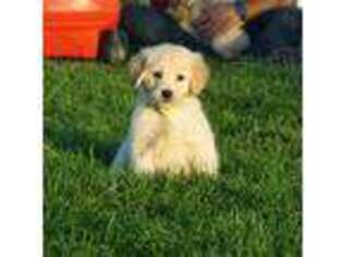 Golden Retriever Puppy for sale in Malcom, IA, USA