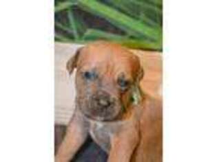 Cane Corso Puppy for sale in Greenville, OH, USA