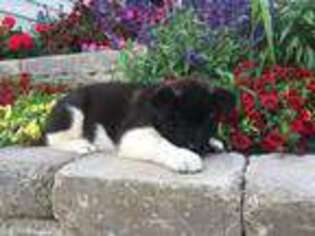 Akita Puppy for sale in Wooster, OH, USA