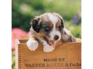 Miniature Australian Shepherd Puppy for sale in Pocatello, ID, USA