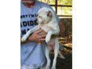 American Bulldog Puppy for sale in Defuniak Springs, FL, USA