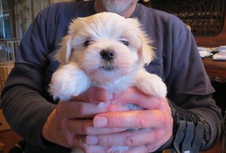 Maltese Puppy for sale in Sherrodsville, OH, USA