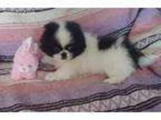 Pekingese Puppy for sale in Adolphus, KY, USA